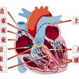 心臟傳導系統(心臟的傳導系統)