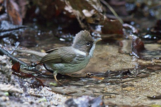 緬甸鳳鶥