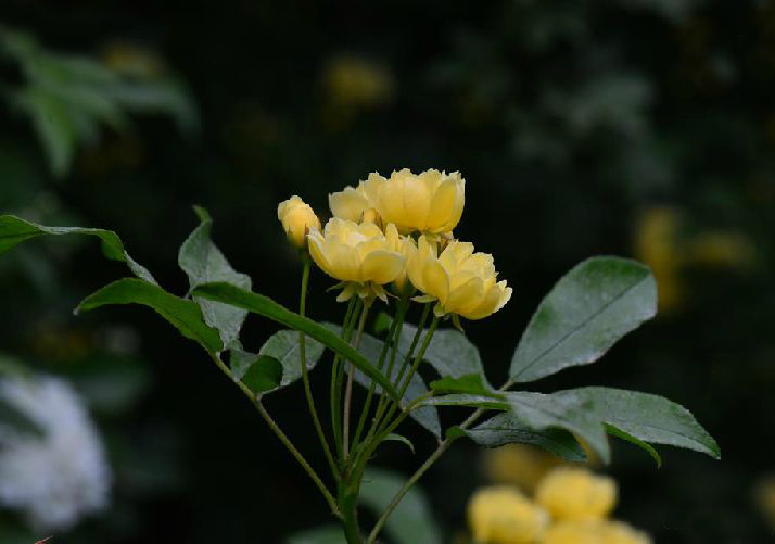 黃木香花