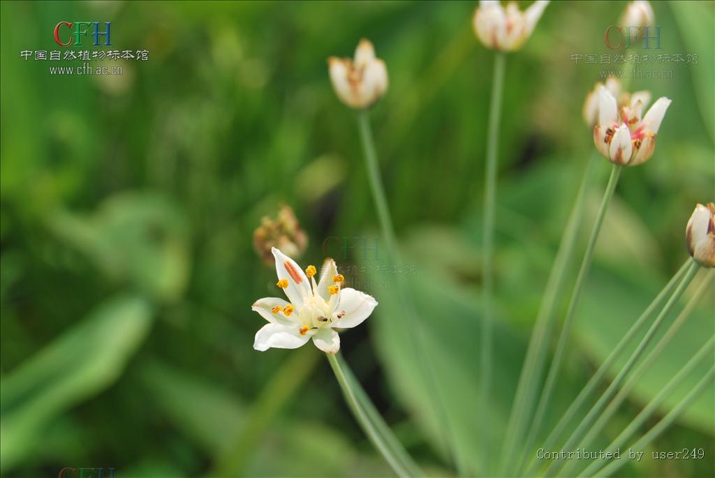 花藺