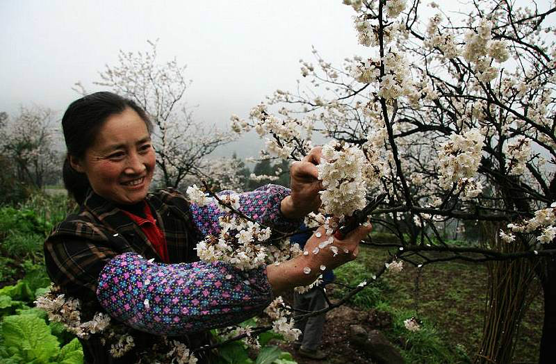 櫻桃花