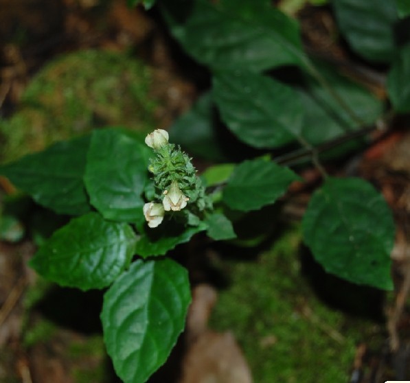 華南野靛棵