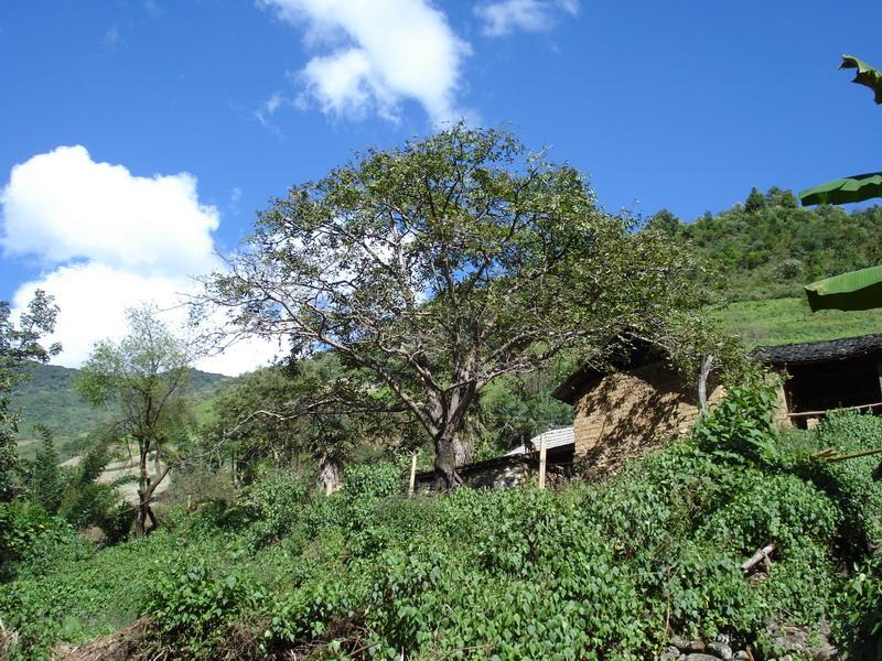 火山自然村(雲南省耿馬自治縣大興鄉永勝村委會下轄村)