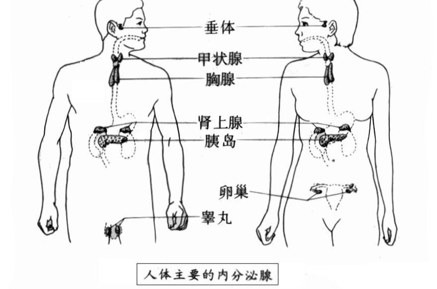 內分泌腺