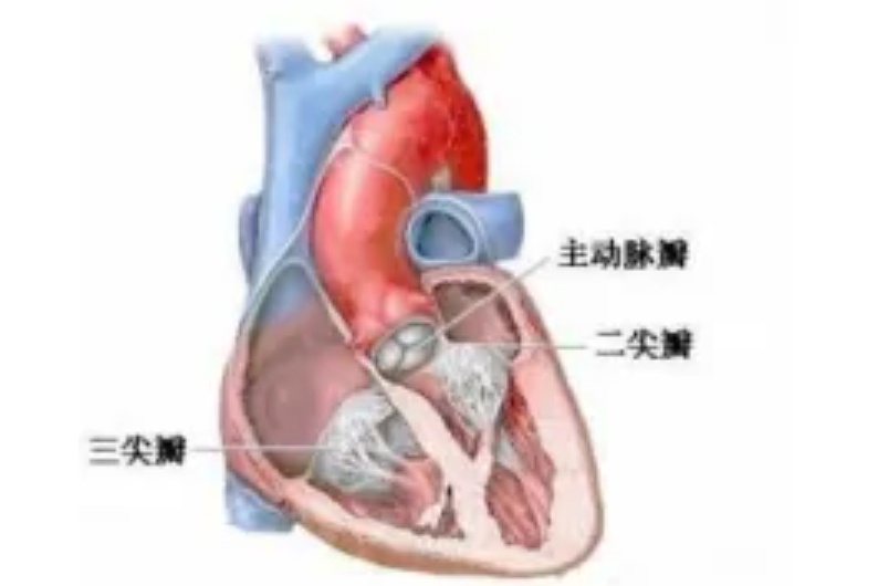 肝頸靜脈回流徵陽性