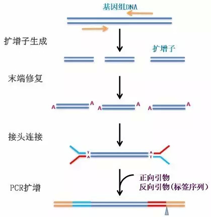 擴增子