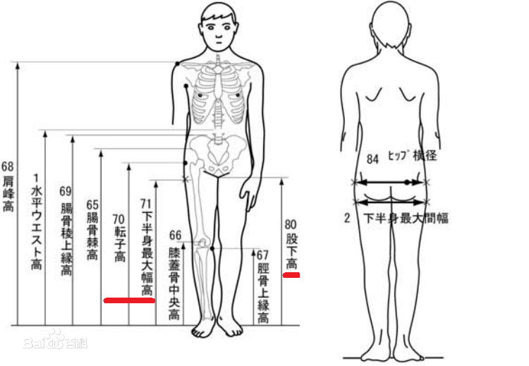 臀寬(髖最大寬)