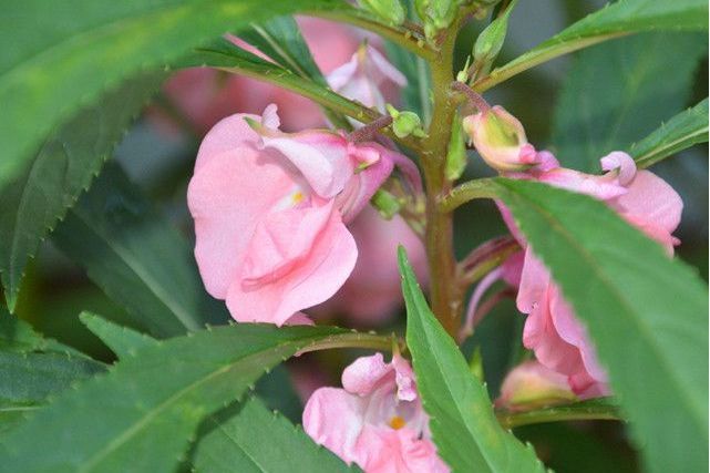 四裂鳳仙花