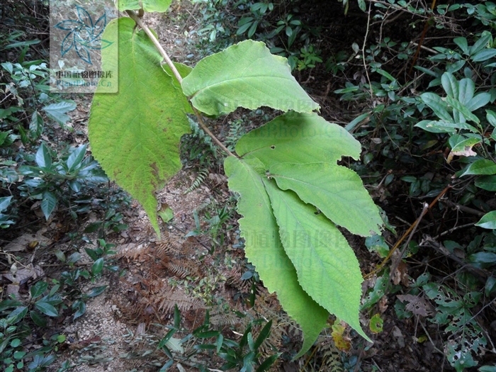 擬紅紫珠