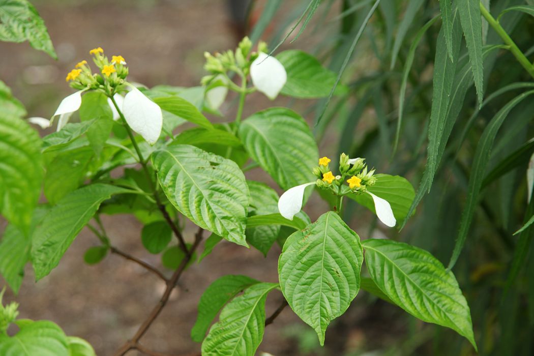 大葉白紙扇(茜草科玉葉金花屬植物)