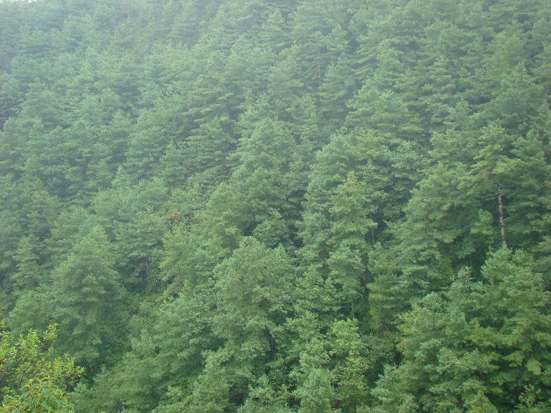 大水頭自然村生態山林