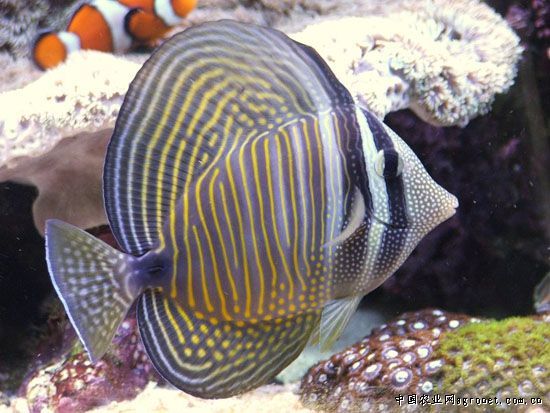 印度大帆吊魚(紅海大帆吊)