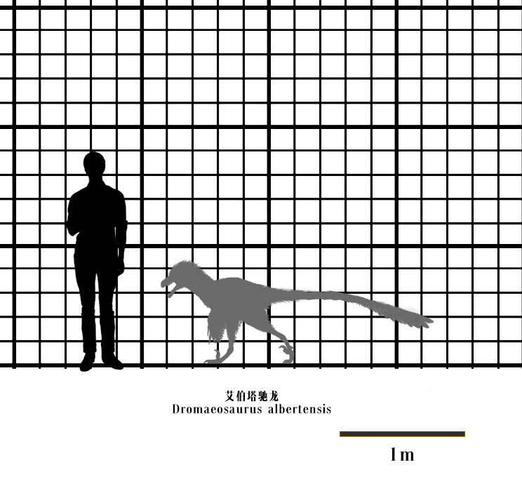 馳龍體型與人類對比