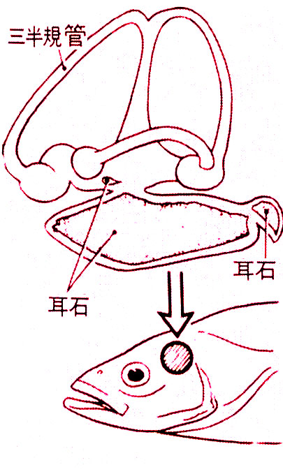 魚耳