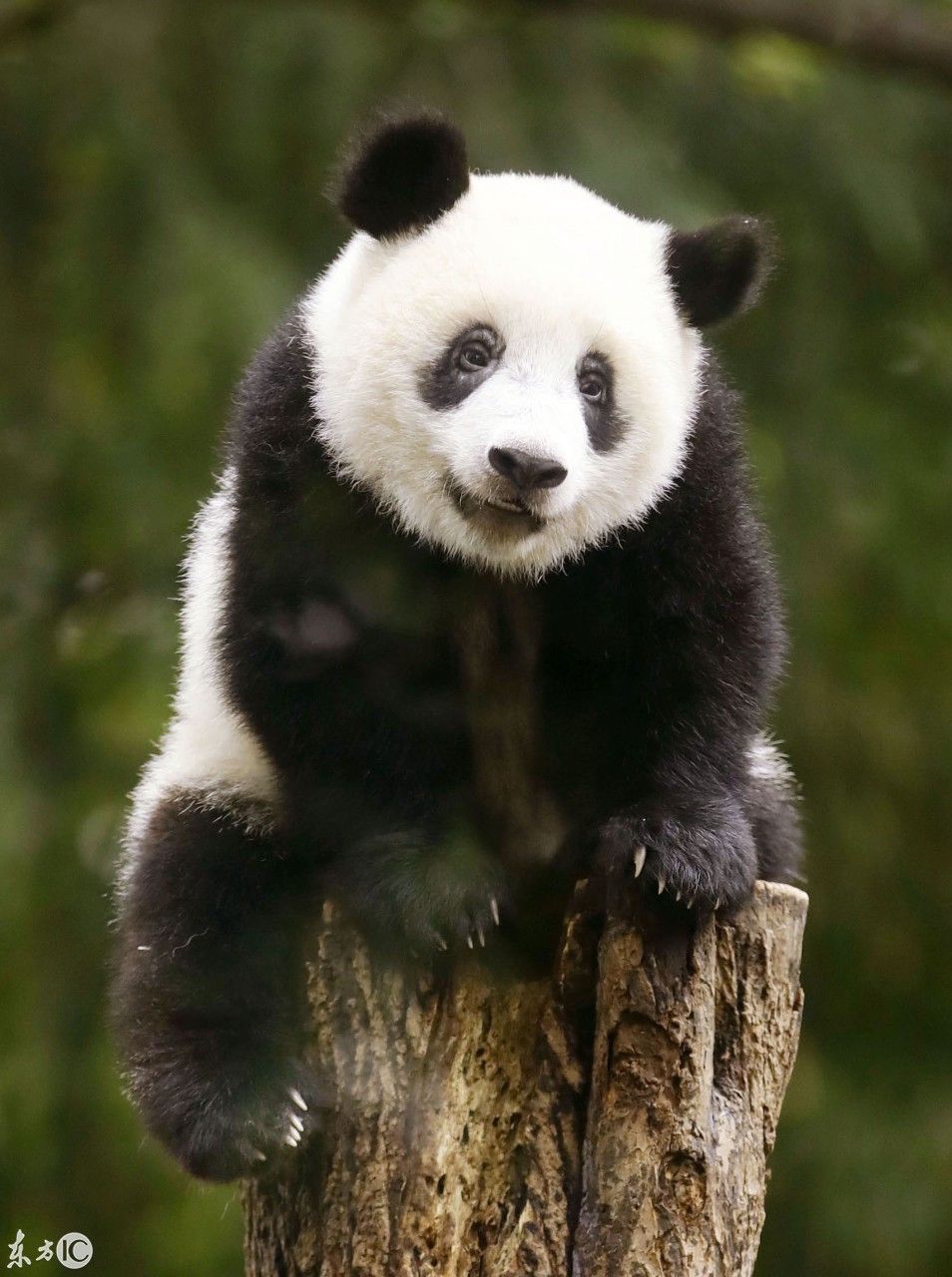 香香(日本上野動物園的大熊貓)