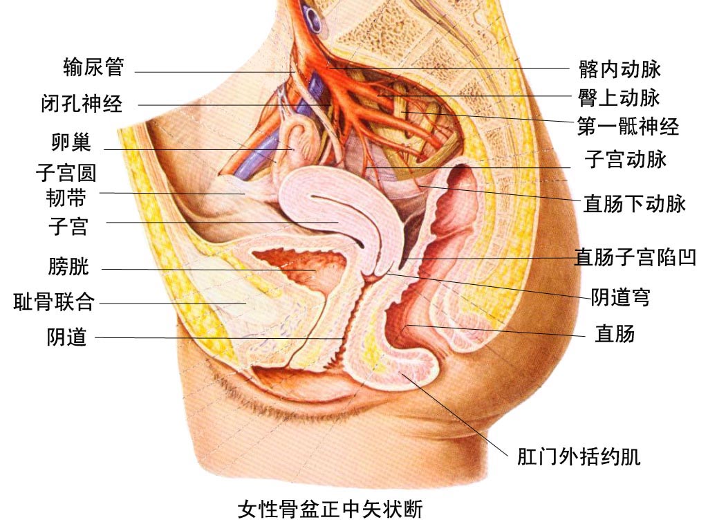 直腸尿道瘺