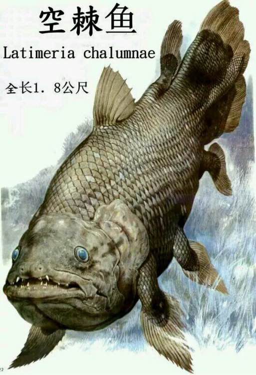 總鰭魚亞綱