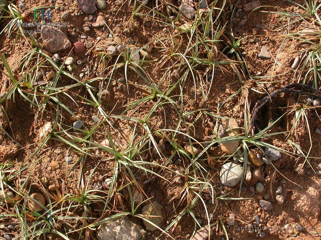 類黑褐苔草