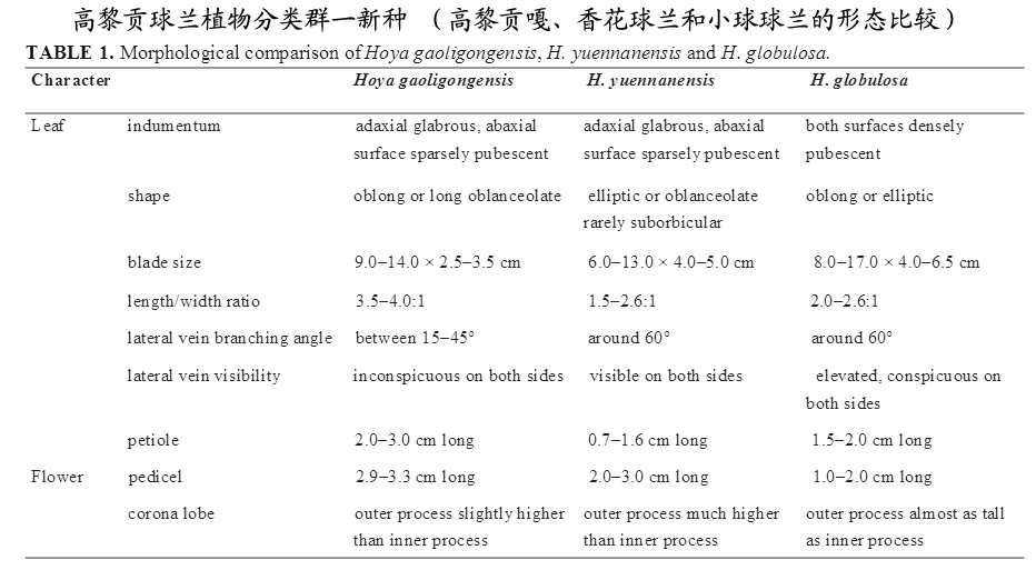 高黎貢球蘭