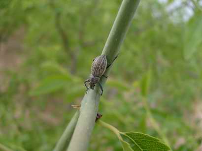 食芽象甲