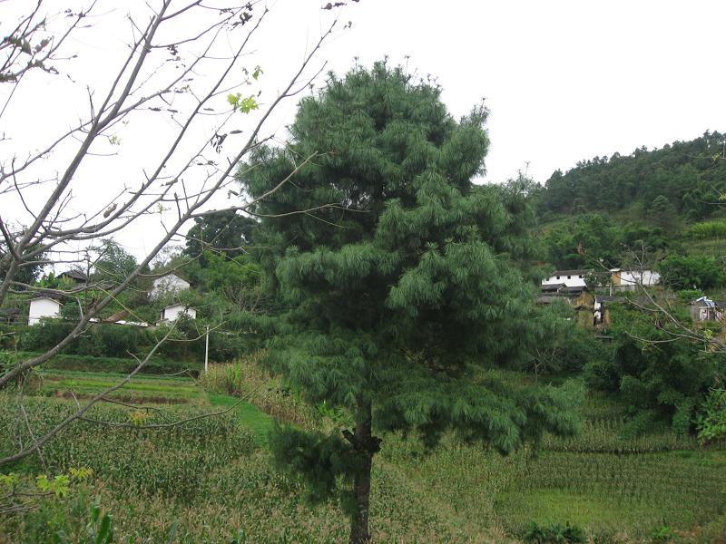 新寨自然村(雲南省保山市施甸縣酒房鄉坪子地村)