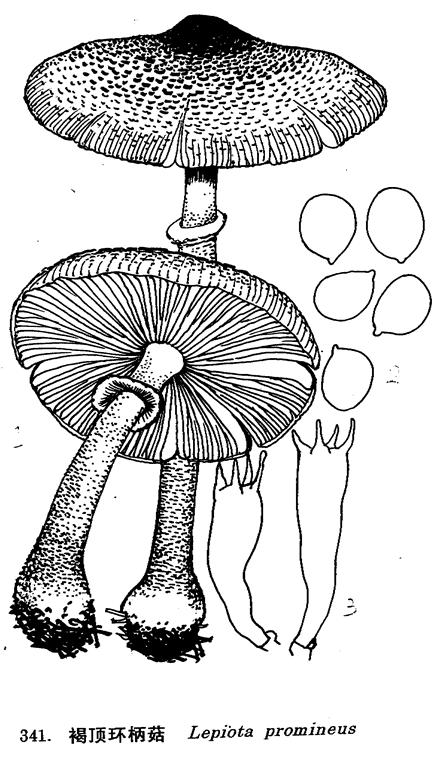 褐蓋環柄菇結構圖