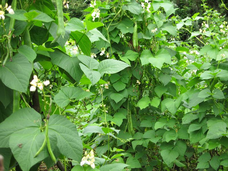 麥架坪中社村白芸豆種植業