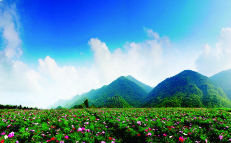 雲中花都