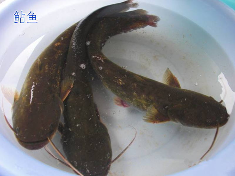 鮎魚燉酸菜