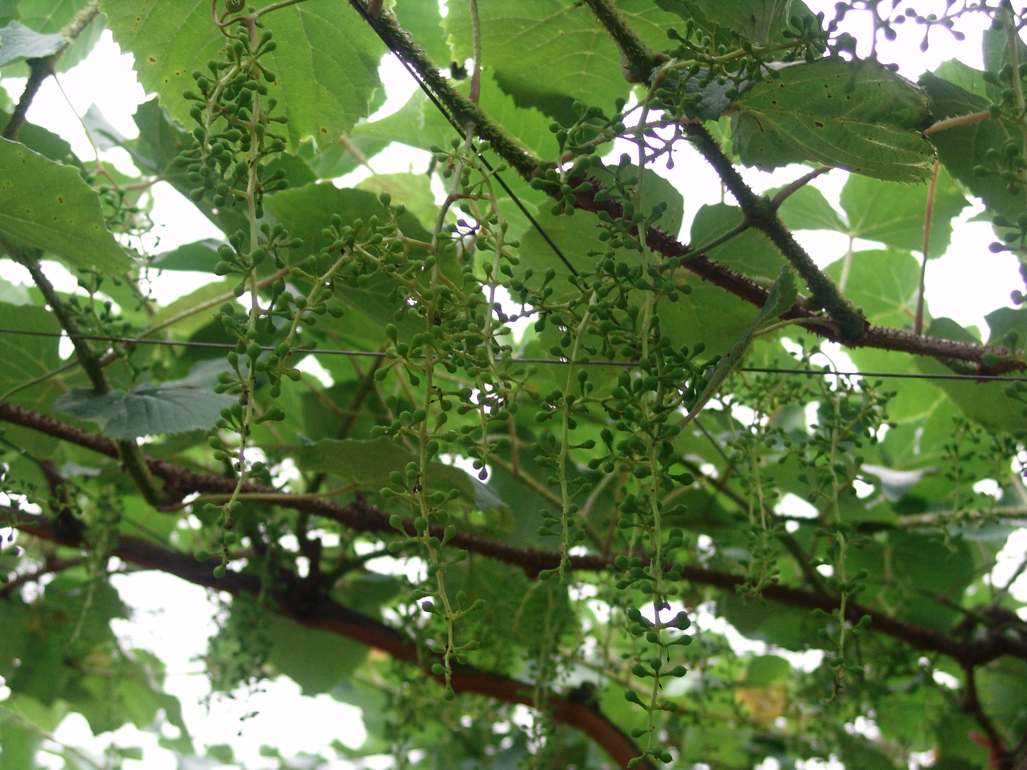 高山葡萄