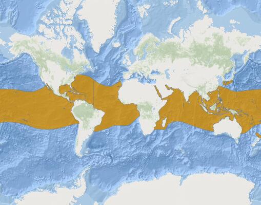 鐮形真鯊分布圖