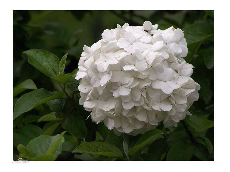 騰越莢蒾（原變種）