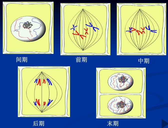 有絲分裂(生物名詞)