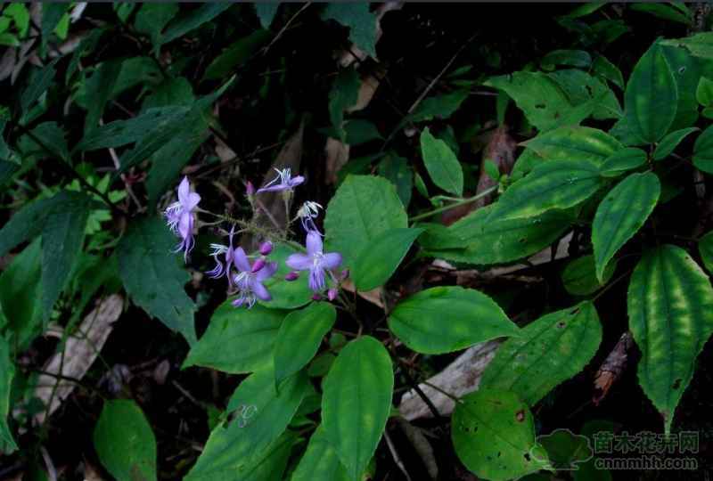 赤水野海棠