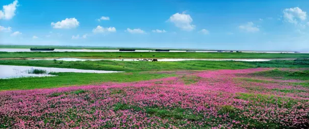 鄱陽湖花海