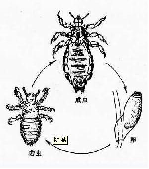 陰虱蟲