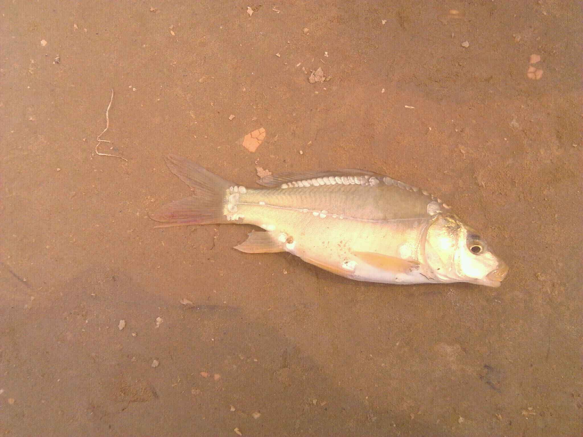 河套黃河鯉魚