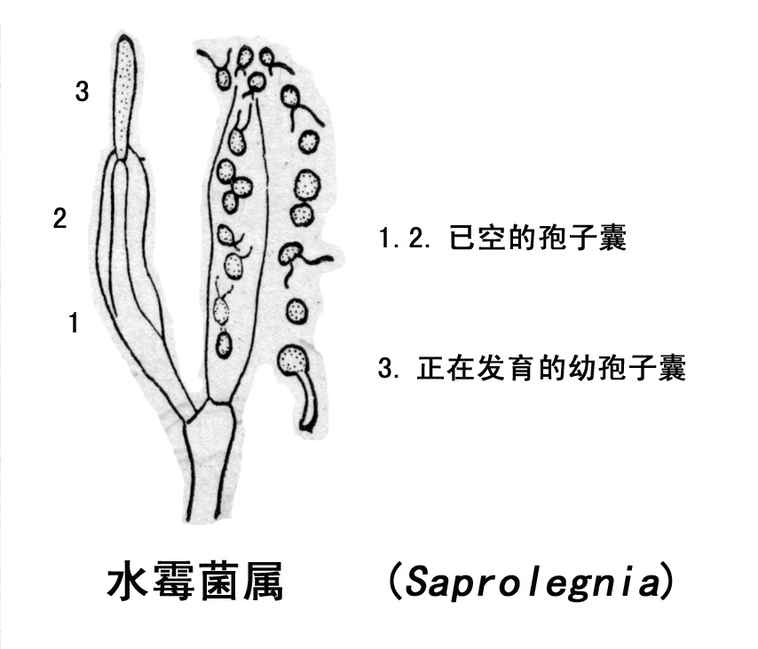 水霉目