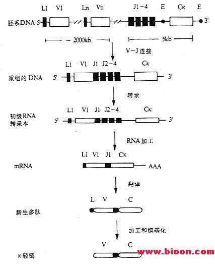 基因重排