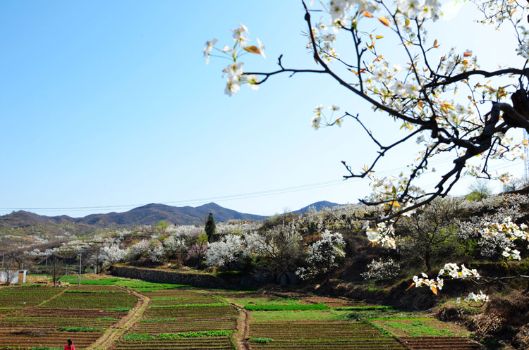 秦家莊村(河北省石家莊市藁城區南孟鎮下轄村)