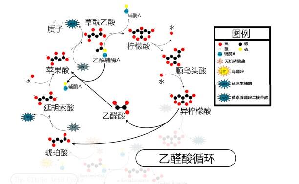 乙醛酸循環