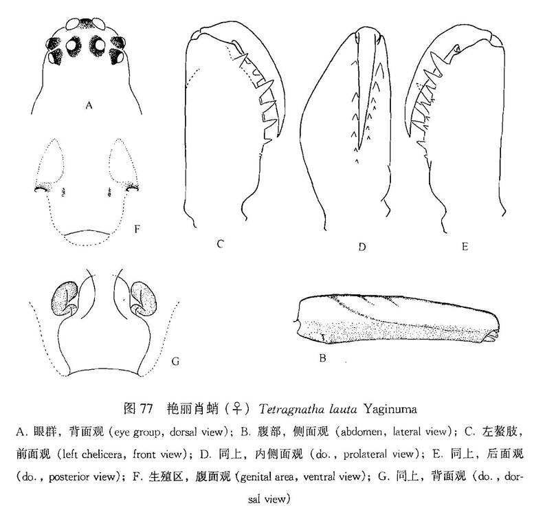 艷麗肖蛸