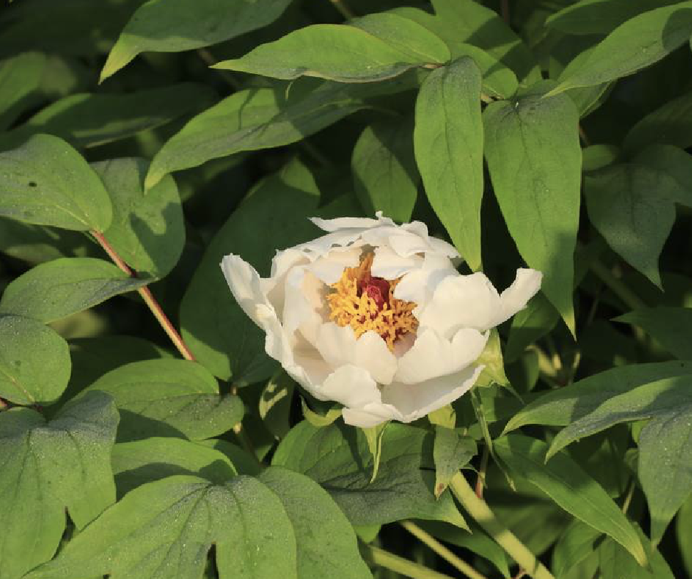 鳳丹(芍藥科芍藥屬植物)