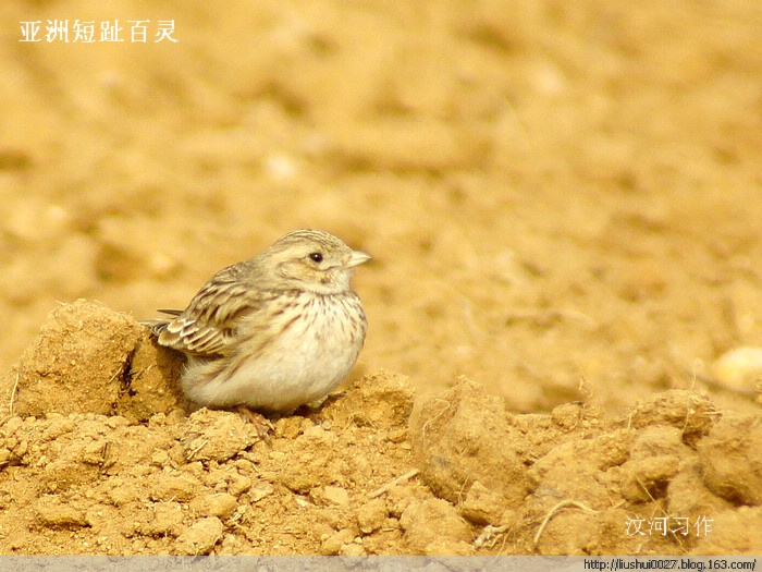 非雀形目鳥類