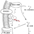 跨膜信號傳導