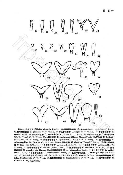 清鎮唇柱苣苔