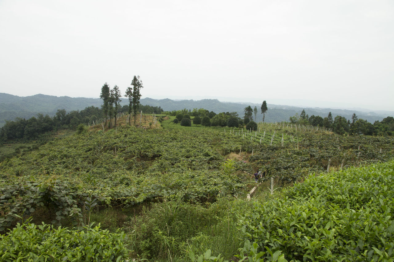 雅安名山見陽獼猴桃種植基地