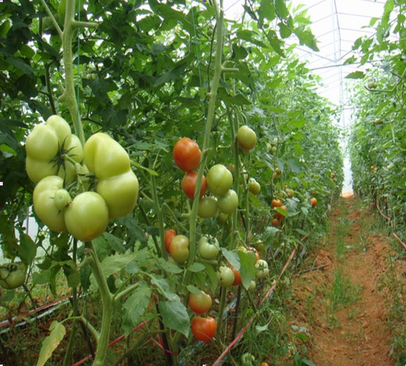 梧州大自然蔬菜基地