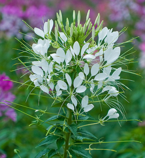 垂花香草