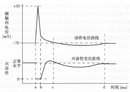 動作電位與興奮性變化的時間關係